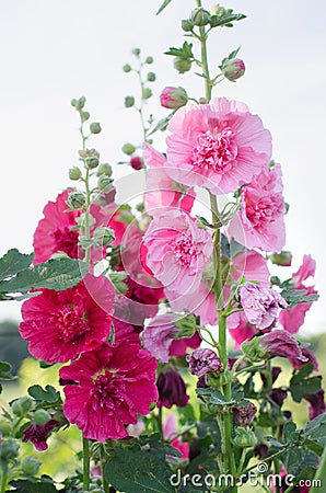 Blooming pink mallow blooming in summer garden Stock Photo