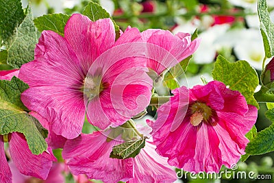 Blooming pink mallow, hollyhocks Stock Photo