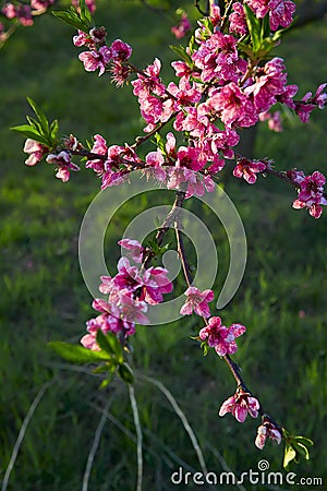 Blooming pink peach blossoms on tree stick with green background in the beginning of spring. Stock Photo