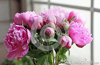 Blooming pink peony flowers and buds. Stock Photo