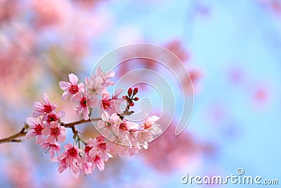 Blooming pink Prunus cerasoides flowers on blue sky at Khao Kho, Phetchabun, Thailand. Like blooming pink sakura flowers. Stock Photo