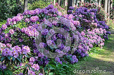 Blooming Pink Rhododendron fastuosum flore pleno species in Babites botanical garden, Latvia Stock Photo