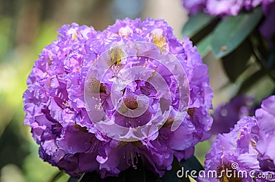 Blooming Pink Rhododendron fastuosum flore pleno species in Babites botanical garden, Latvia Stock Photo