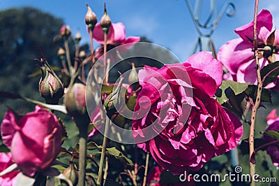 Blooming vintage pink roses on sunny day Stock Photo