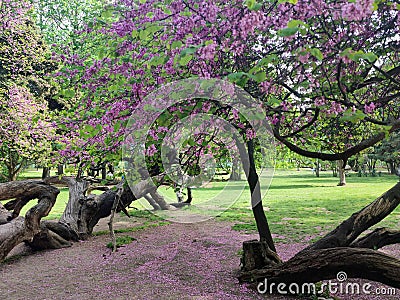 Blooming pink tree Cercis siliquastrum in Varna city park Stock Photo