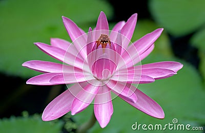 Blooming Pink Water Lily Flower Stock Photo