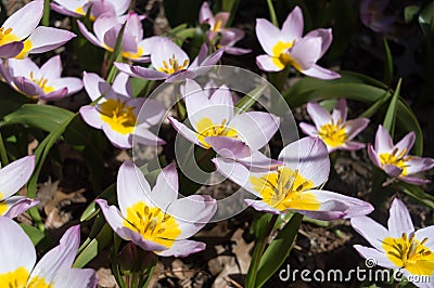 Blooming pink and white tulips in the sun. Floral natural backdrop. Glad ornamental striped bicolour tulips filled picture Stock Photo