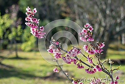 Blooming pink Wild Himalayan Cherry or Prunus cerasoides at Chiangmai Royal Agricultural Research Center , Thailand Stock Photo