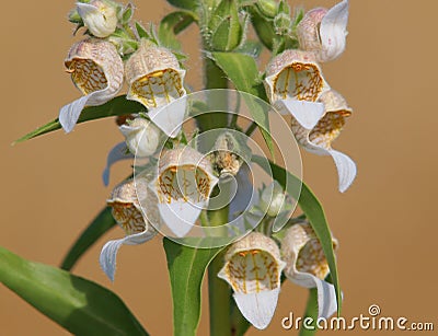 Blooming plant of Woolly foxglove or Grecian foxglove. Digitalis lanata Stock Photo