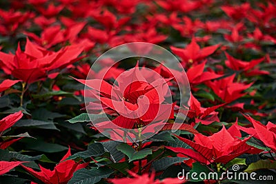 Blooming poinsettia, red leaves of christmas flower close up Stock Photo
