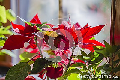 Blooming Poinsettia on window, Christmas Star beautiful red flower Stock Photo