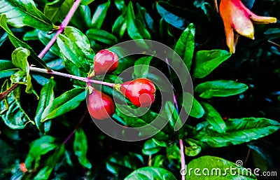 Blooming Pomegranate Fruit Stock Photo