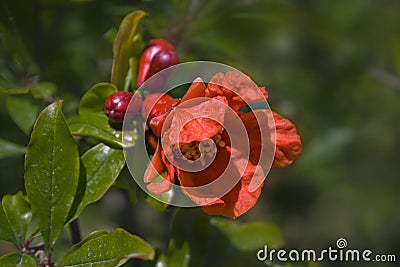 Blooming pomegranate closeup Stock Photo