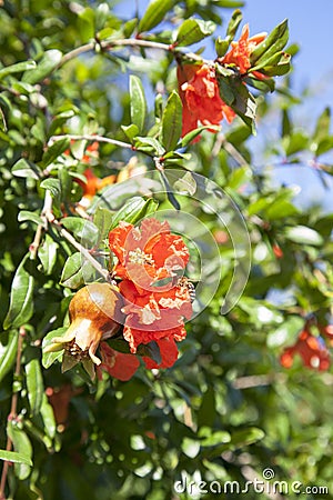 Blooming pomegranate tree Stock Photo