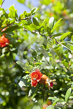 Blooming pomegranate tree Stock Photo