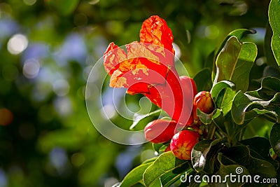 Blooming pomegranate tree. Flora of Israel Stock Photo