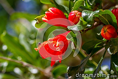Blooming pomegranate tree. Flora of Israel Stock Photo