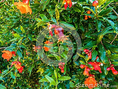 Blooming pomegranate tree with small red fruits and flowers Stock Photo