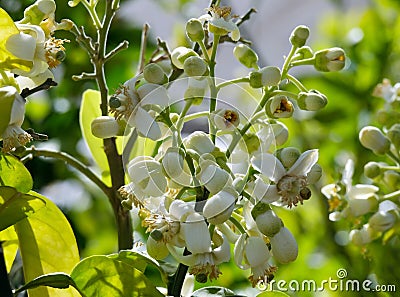 Blooming pomelo tree (lat. Citrus maxima) with fragrant white flowers Stock Photo