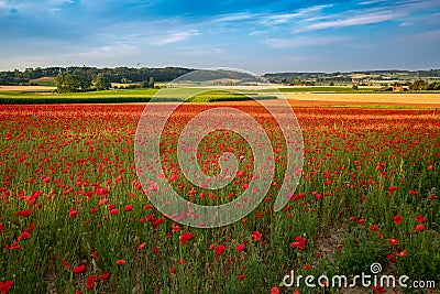 Blooming poppies in flanders fields Stock Photo