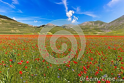 Blooming poppies and lentils at Piano Grande, Castelluccio, Ital Stock Photo