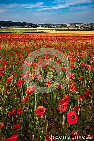 Blooming poppies in a meadow Stock Photo