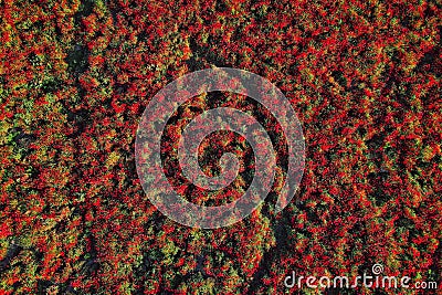 Blooming poppy field from Aerial view. Wild red flowers Stock Photo