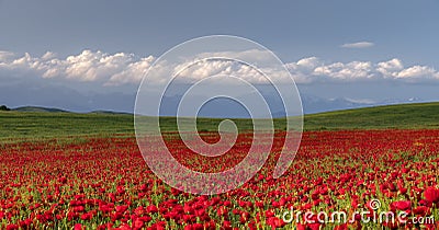 Blooming poppy fields in the spring in the mountains Stock Photo
