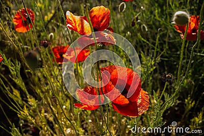 Red poppy flowers Stock Photo