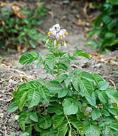 Blooming potato bush in the garden Stock Photo