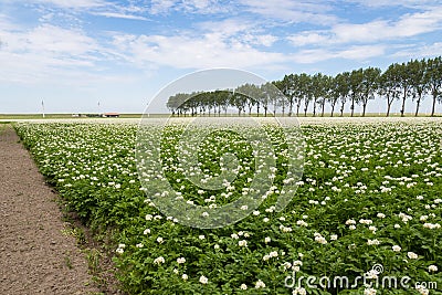 Blooming potato field in the Netherlands Stock Photo