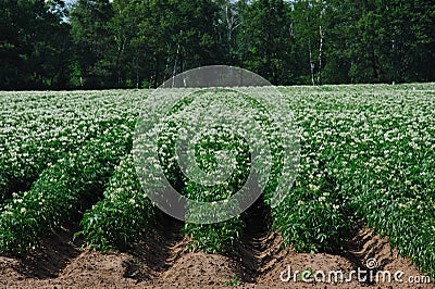 Blooming Potato Field in Wisconsin Stock Photo