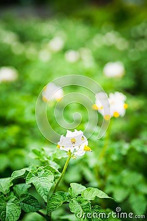 Blooming potato plants on the field Stock Photo