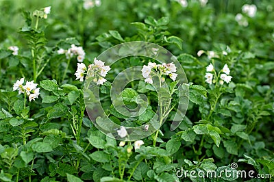 Blooming potatoes. White blooming potato flower on a farm, field. Organic farming concept Stock Photo