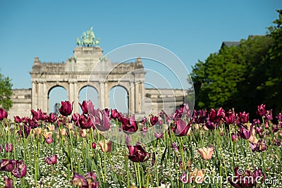 Blooming pretty tulips at Jubilee Park in Brussels. Triumphal Arch on the background Editorial Stock Photo