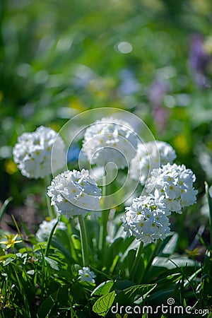 Blooming primula denticulata white in bright spring greens. Spring summer Stock Photo