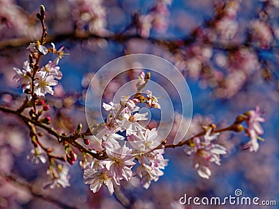 Blooming prunus subhirtella branch detail Stock Photo