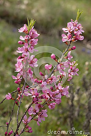 Blooming Prunus tenella speciosa in a garden Stock Photo