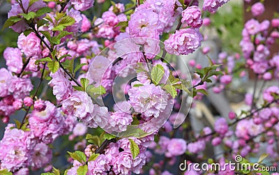Blooming prunus triloba, sometimes called flowering plum or flowering almond Stock Photo