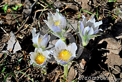 Blooming Pulsatilla patens in the spring forest. Stock Photo