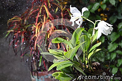 Blooming pure white cattleya orchid in the rain Stock Photo
