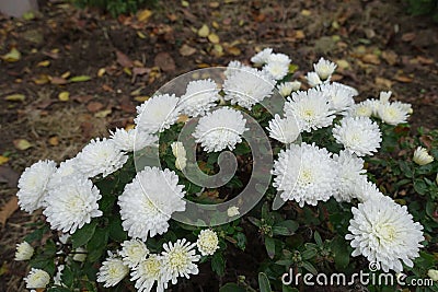 Blooming pure white Chrysanthemums Stock Photo