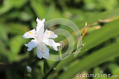 A blooming pure white flower under the sun Stock Photo