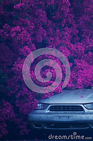 Blooming purple bougainvillea flower and car, vertical Stock Photo