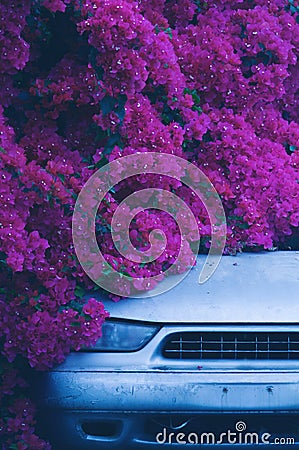 Blooming purple bougainvillea flower and car, vertical Stock Photo