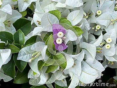 Blooming purple bougainvillea encircle with white bougainvillea flowers, background or wallpaper Stock Photo