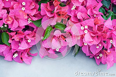 Blooming purple bougainvillea on white, flower Stock Photo