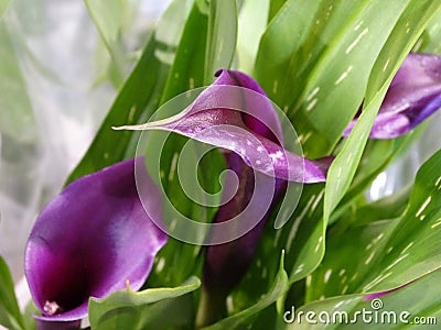 Blooming purple Calla. Stock Photo