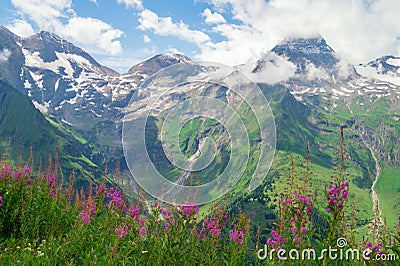 Blooming purple chamaenerion in the Austrian Alps Stock Photo