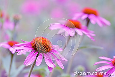 Blooming purple Coneflower - Echinacea purpurea. Stock Photo